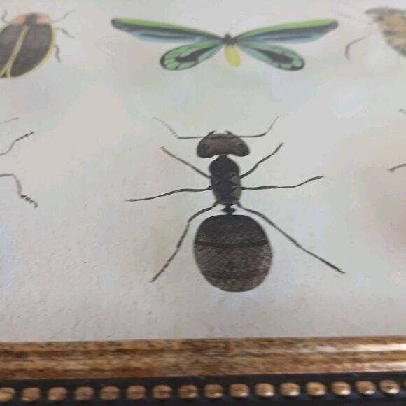 Bug Collection Framed Wall Art Print Butterflies & Insects Kirklands 15" X 11.5" - Picture 15 of 16